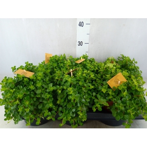 Peperomia rotundifolia