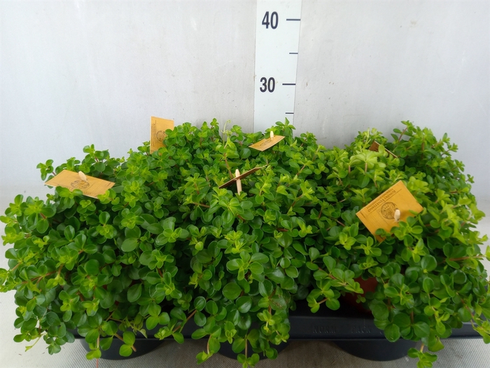 <h4>Peperomia rotundifolia</h4>
