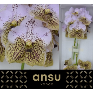 Vanda Divana Sea Shell X16