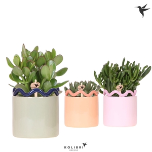 Kolibri Greens Succulenten mix in Funky pot mix