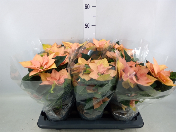 <h4>Euphorbia pulc. 'Autumn Leaves'</h4>