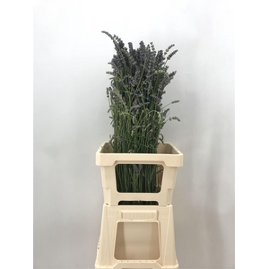 LAVANDULA OFFICINALIS