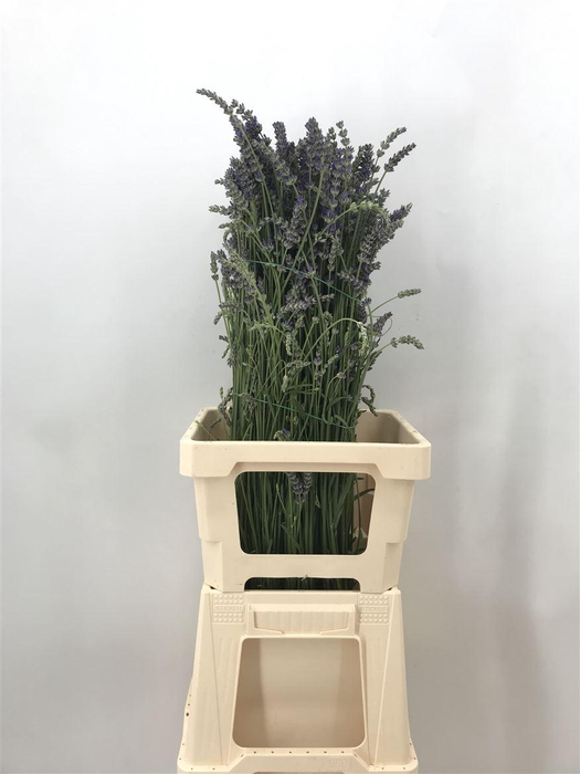 <h4>LAVANDULA OFFICINALIS</h4>