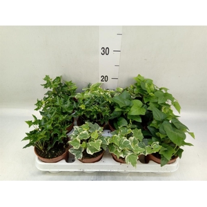 Hedera   ...mix