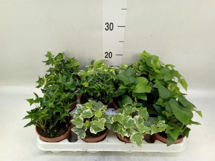 <h4>Hedera   ...mix</h4>