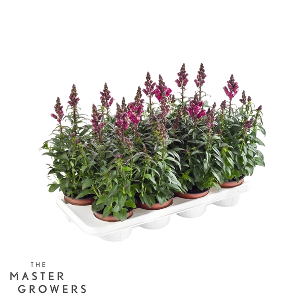 <h4>Antirrhinum majus rood</h4>