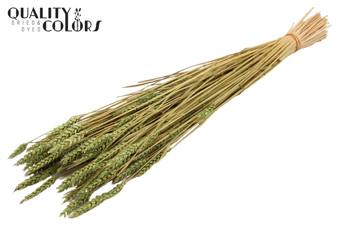<h4>Triticum (sunbleached) per bunch Light Green</h4>