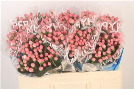 <h4>Hyp Coco Casino Pink</h4>