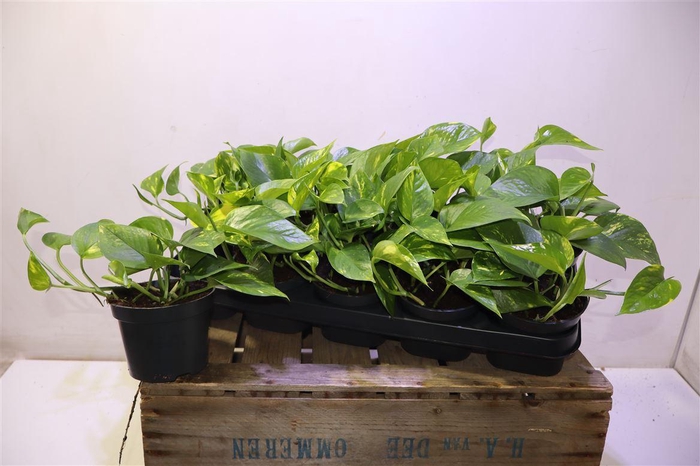 <h4>arr8 Epipr Aureum</h4>