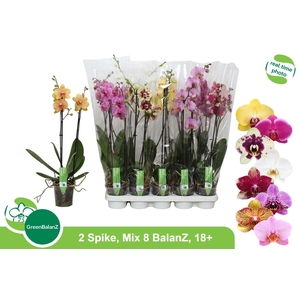 PHAL GEM 8 KL