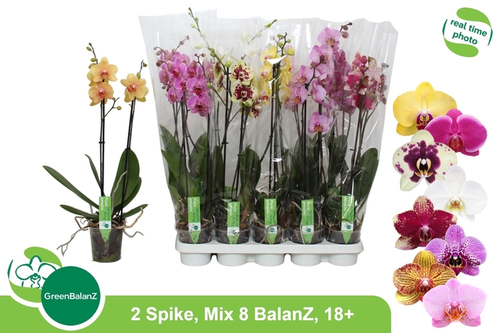 <h4>PHAL GEM 8 KL</h4>