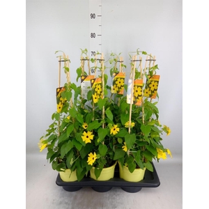 Thunbergia alata 'Ris Mooie Ogen'