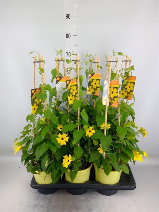 <h4>Thunbergia alata 'Ris Mooie Ogen'</h4>