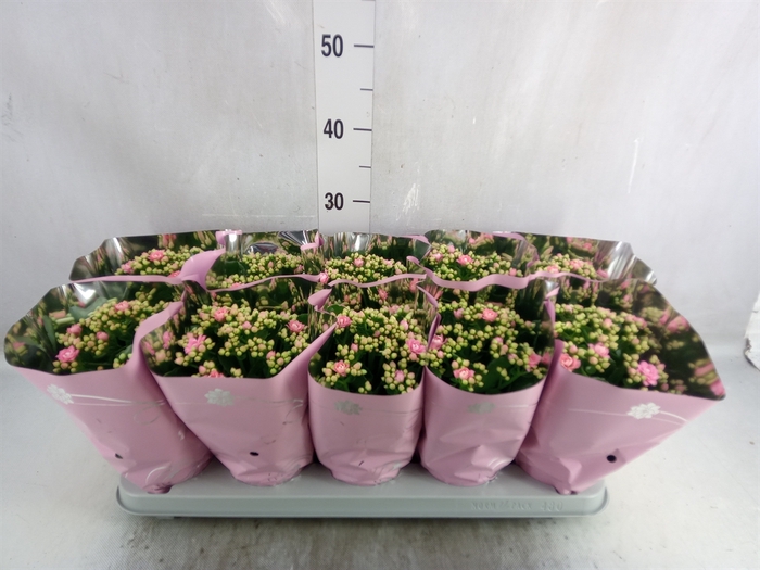 <h4>Kalanchoe blos. 'Perfecta Pink'</h4>