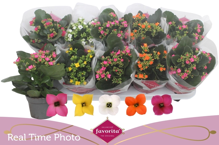 <h4>KAL EN GEM 5 KL</h4>