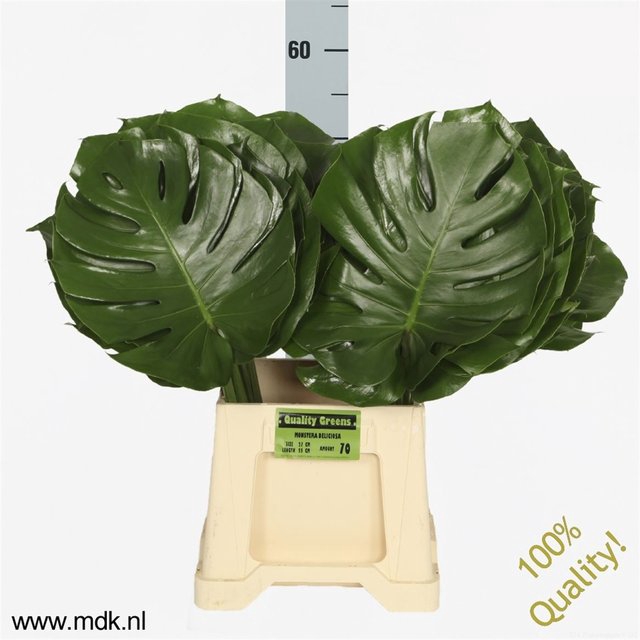 <h4>Leaf monstera</h4>