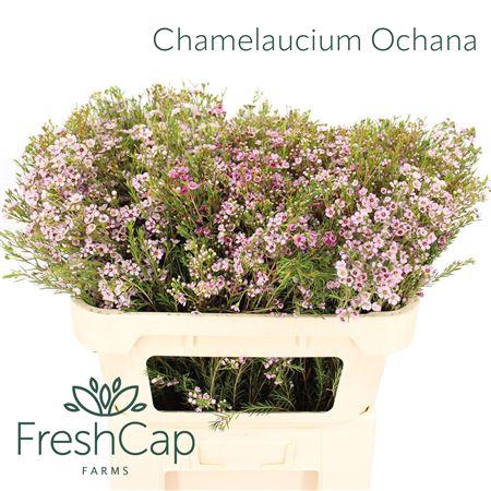 <h4>Chamelaucium Ochana</h4>