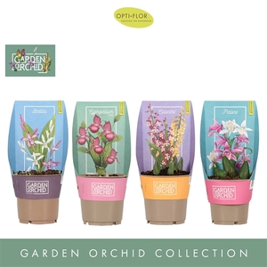 Garden Orchid 3-5+ Mix