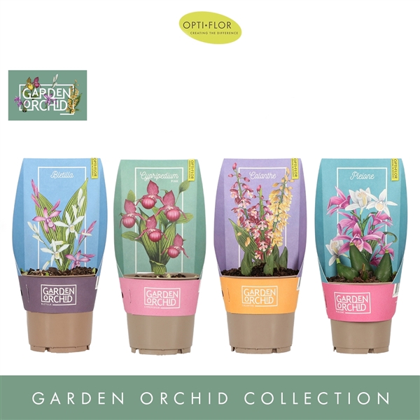 <h4>Garden Orchid 3-5+ Mix</h4>