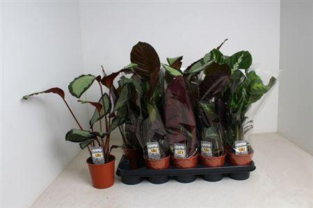 <h4>Calat Gem 4 Srt</h4>