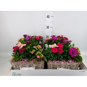 Arr.   Tuinplanten L%