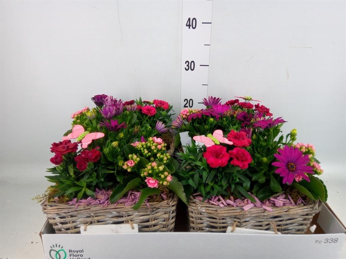 <h4>Arr.   Tuinplanten L%</h4>
