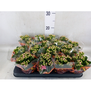 Kalanchoe blos. 'Calandiva Weaver'