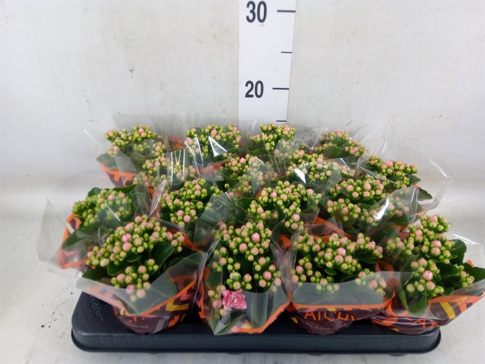 <h4>Kalanchoe blos. 'Calandiva Weaver'</h4>