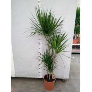 Dracaena marg.