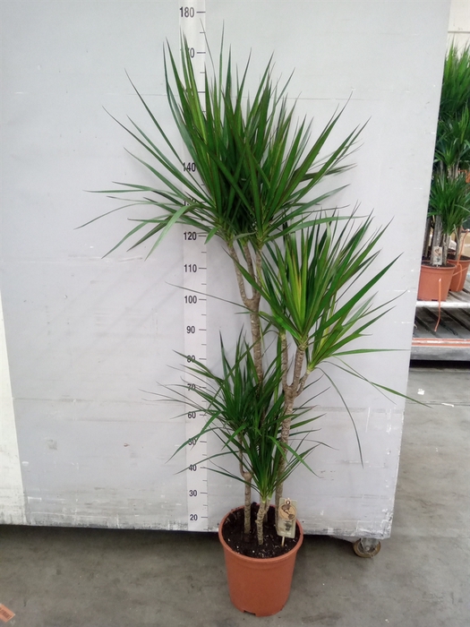 <h4>Dracaena marg.</h4>