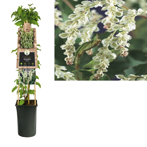 <h4>Fallopia aubertii +3.0 label</h4>