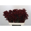 Kangaroo Paw Bush Ruby