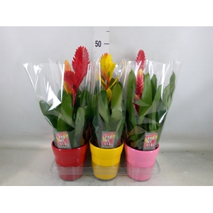 Vriesea   ...mix 6