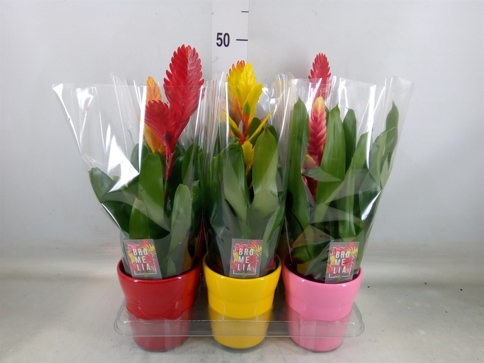 <h4>Vriesea   ...mix 6</h4>