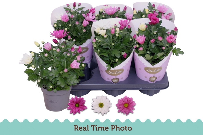 <h4>CHRYS GEM IN POT</h4>