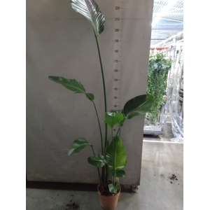 Strelitzia nicolai