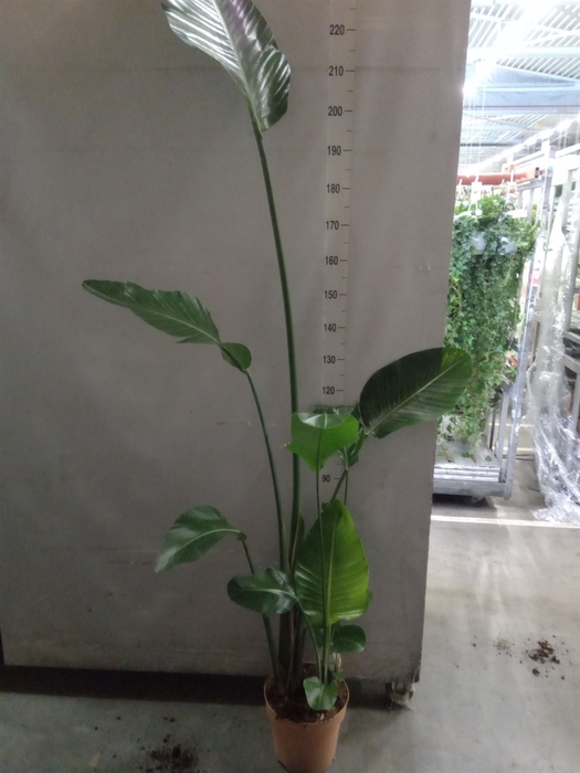 <h4>Strelitzia nicolai</h4>