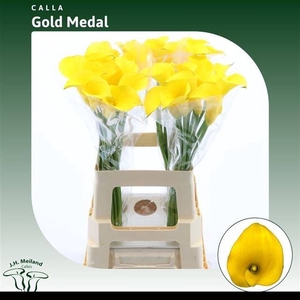 ZANT GOLD MEDAL