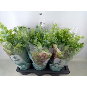 Phlebodium aureum 'Davana'