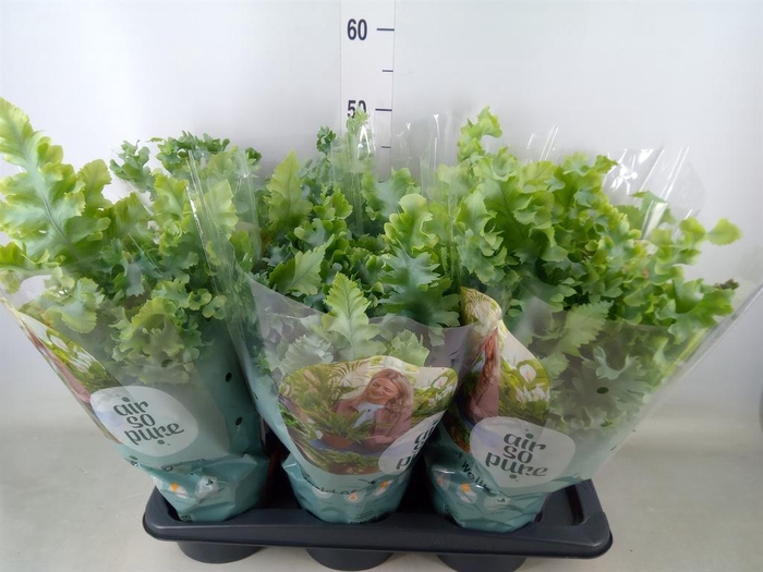 <h4>Phlebodium aureum 'Davana'</h4>