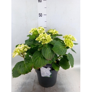Hydrangea mac. 'Crystal Palace'