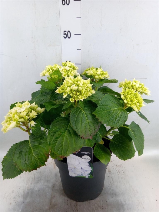 <h4>Hydrangea mac. 'Crystal Palace'</h4>
