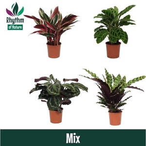 Calathea gemengd 4 soorten