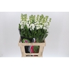 Matthiola Iron White