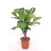 Ficus Lyrata stam vertakt