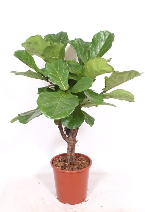 <h4>Ficus lyrata</h4>