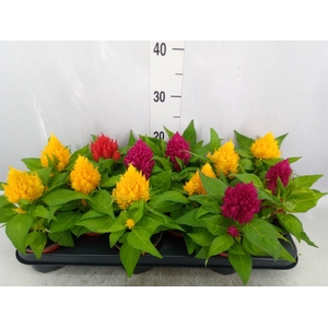 Celosia arg. PL   ...