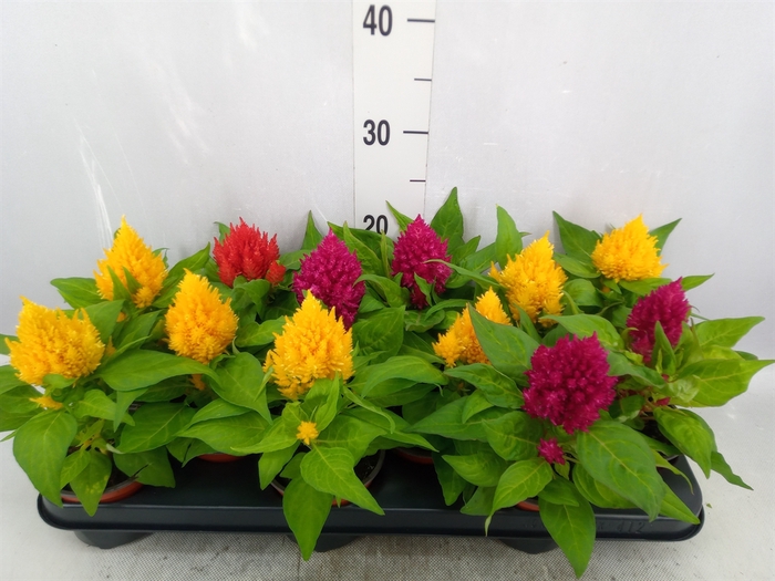 <h4>Celosia arg. PL   ...</h4>