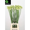 Ornithogalum Saundersiae White