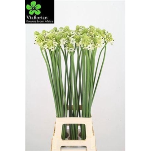 Ornithogalum Saundersiae White